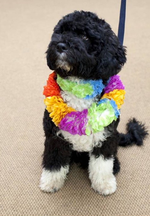 Portuguese Water Dog Puppy. Portuguese Water Dog,