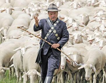 german shepherd with sheep